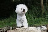 BICHON FRISE 163